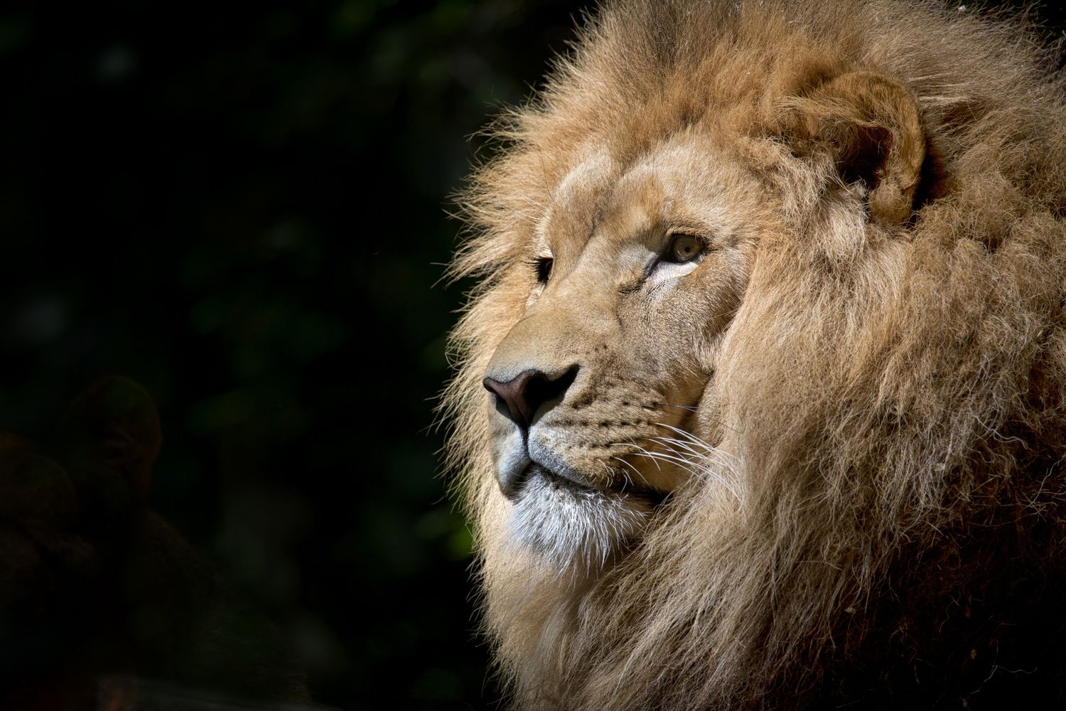 African Lion