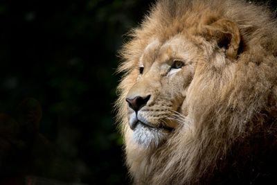 African Lion