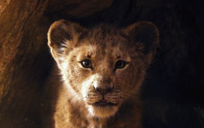 African Lion