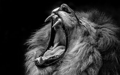 African Lion