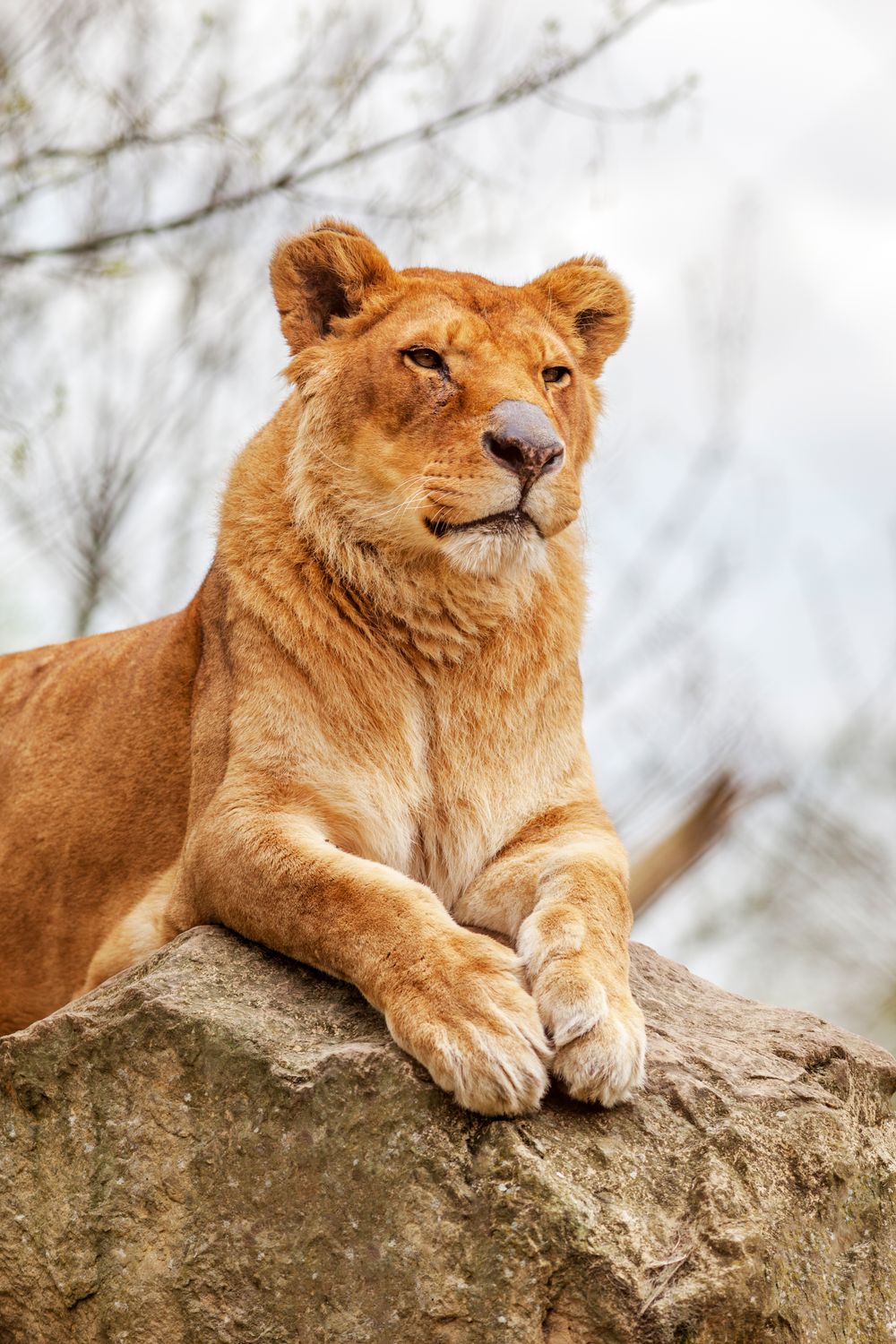 African Lion