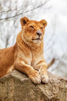 African Lion
