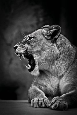 African Lion
