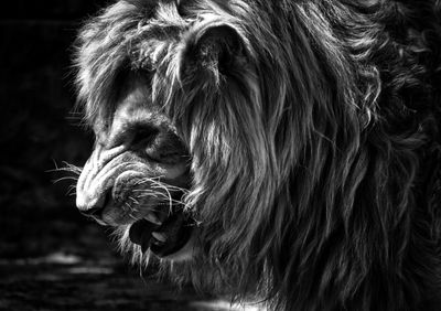 African Lion