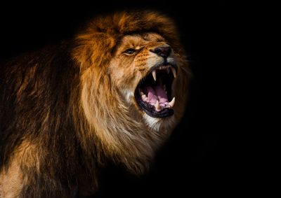 African Lion