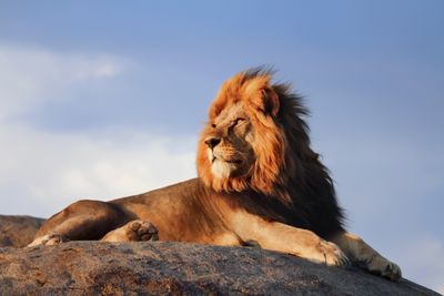 African Lion