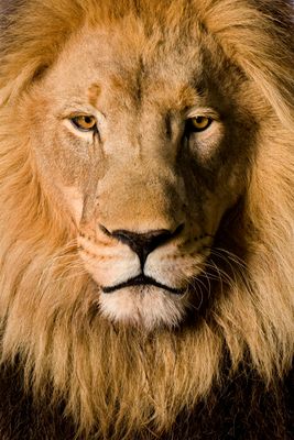 African Lion