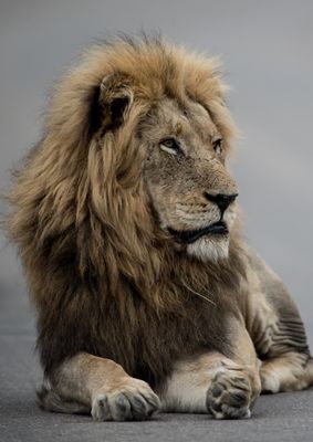 African Lion