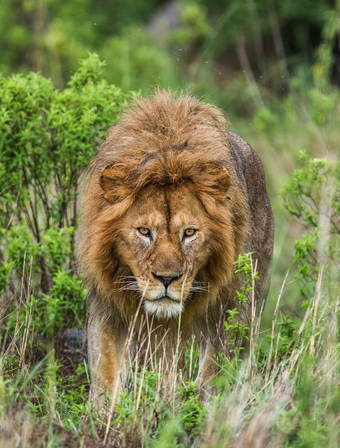 African Lion