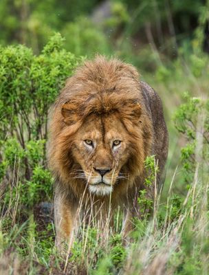 African Lion