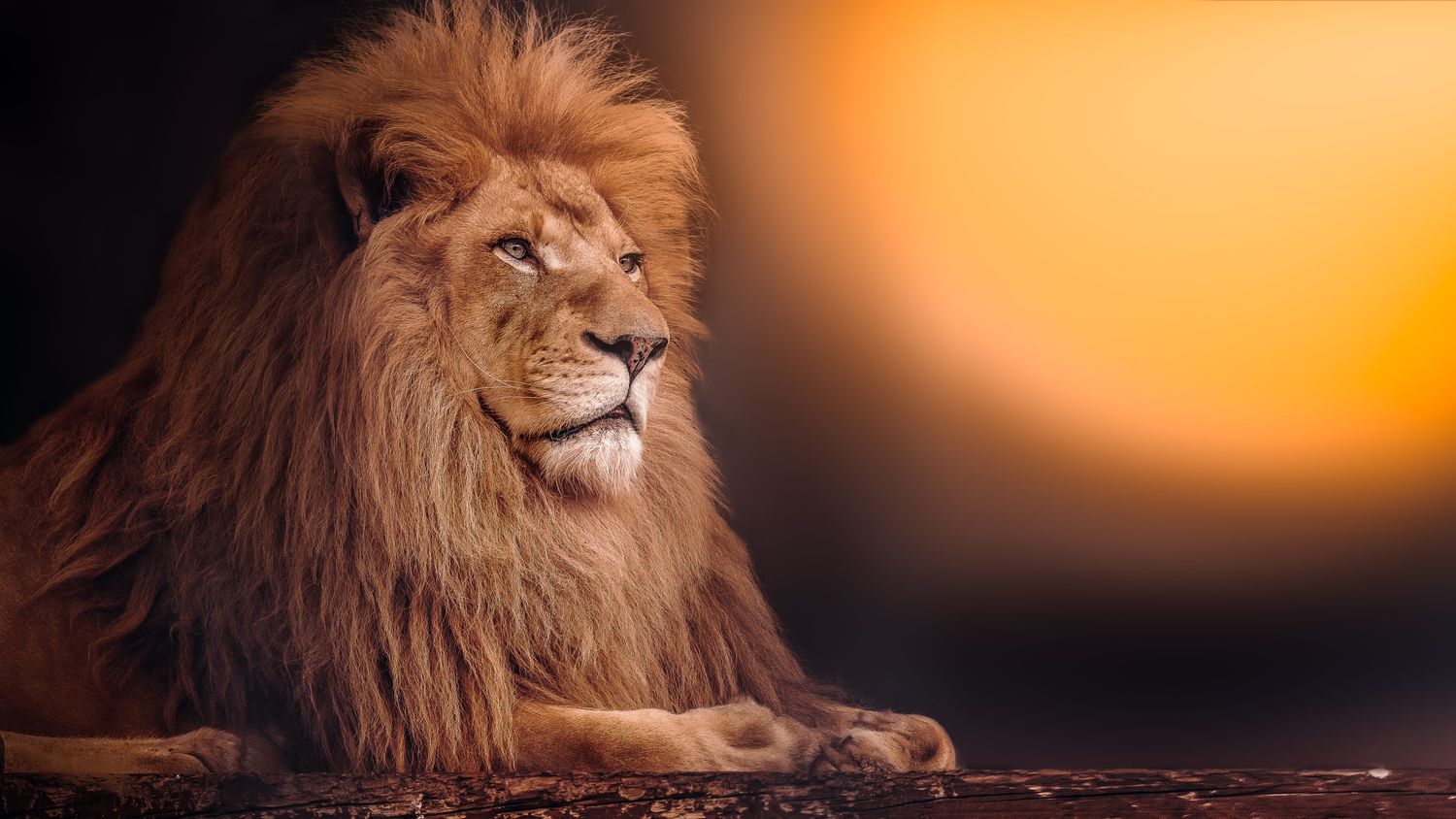 African Lion