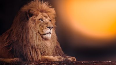 African Lion