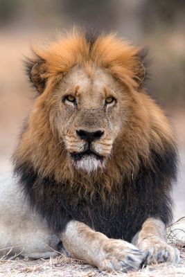 African Lion