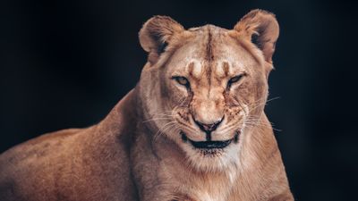 African Lion