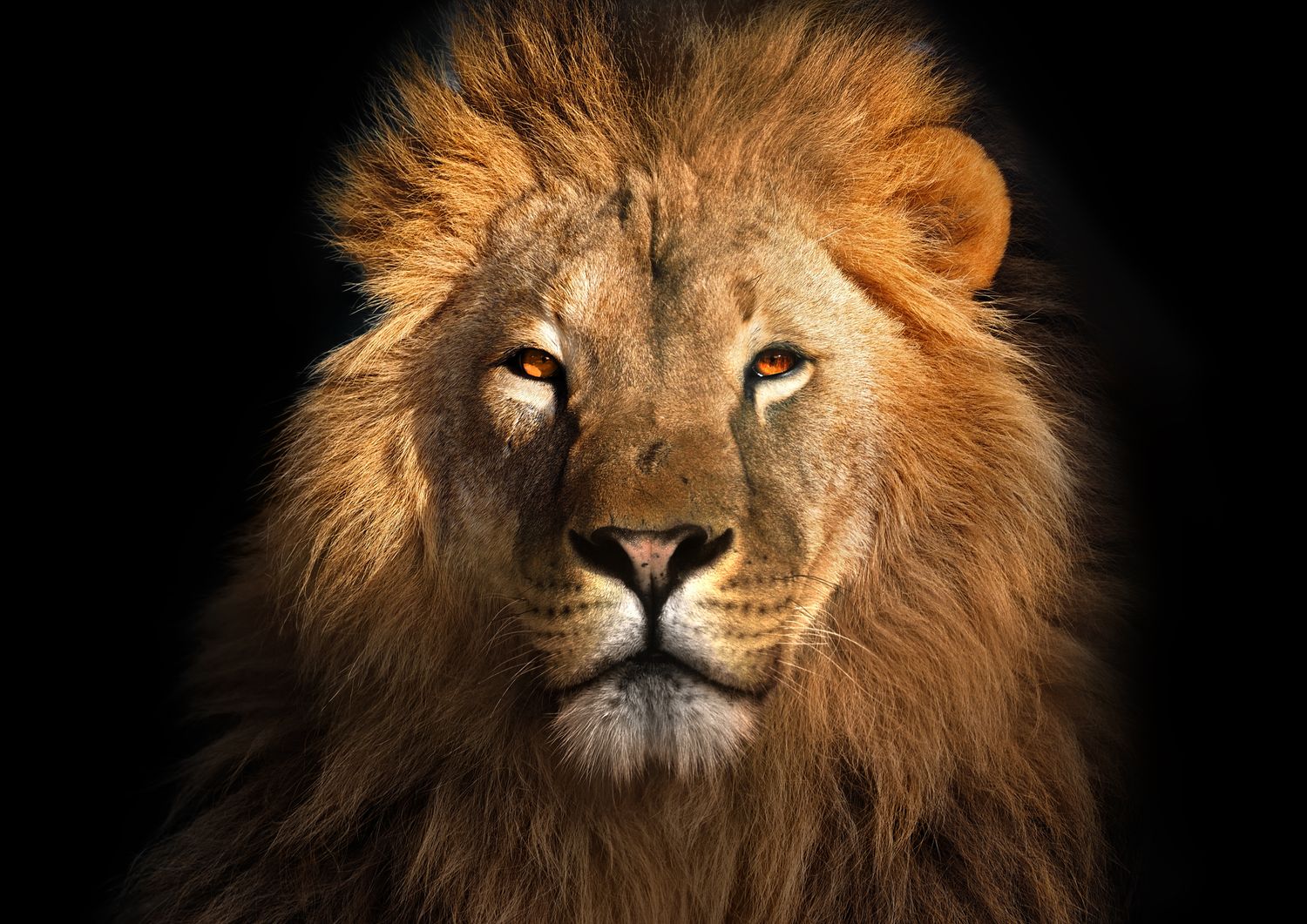 African Lion