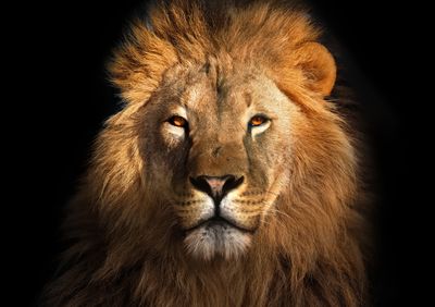 African Lion