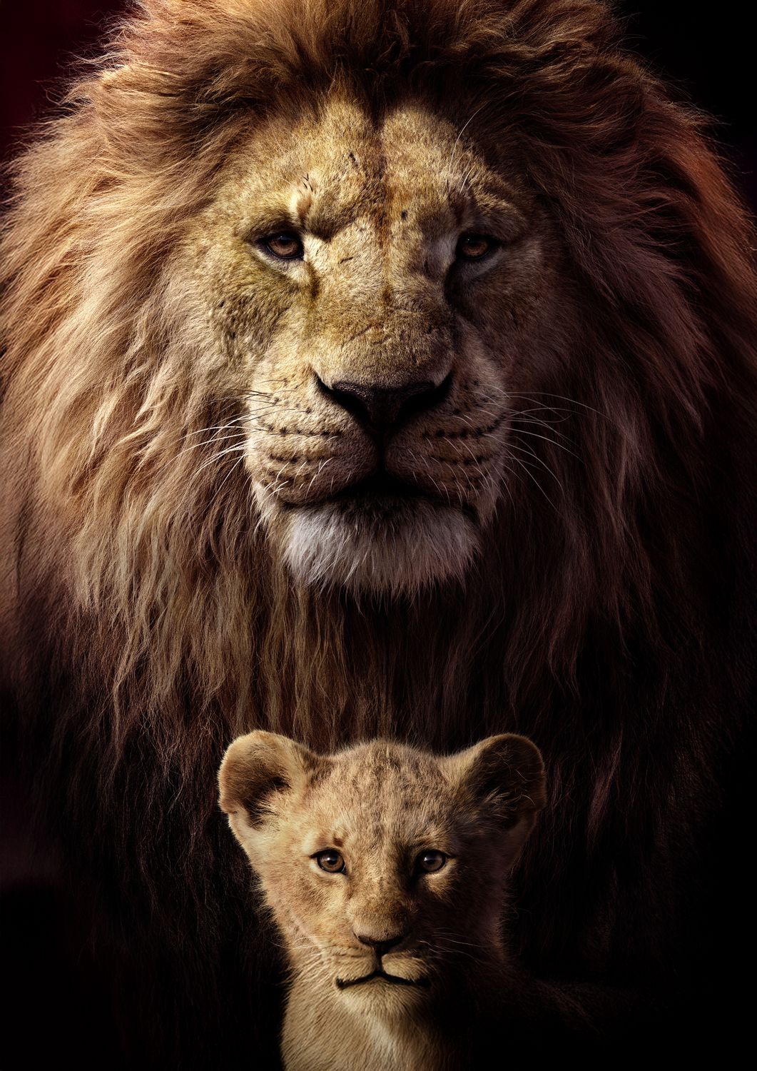 African Lion