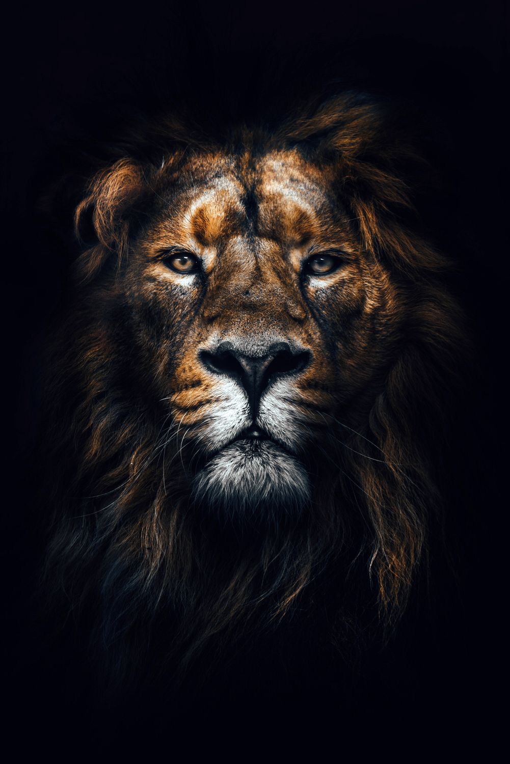 African Lion