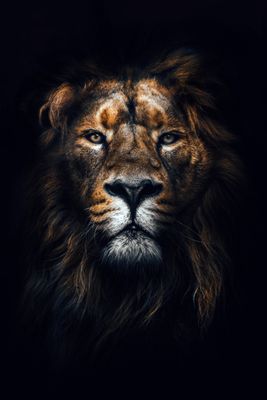 African Lion