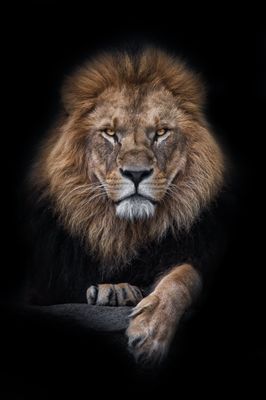 African Lion