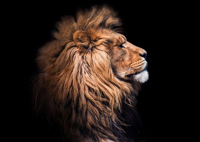 African Lion