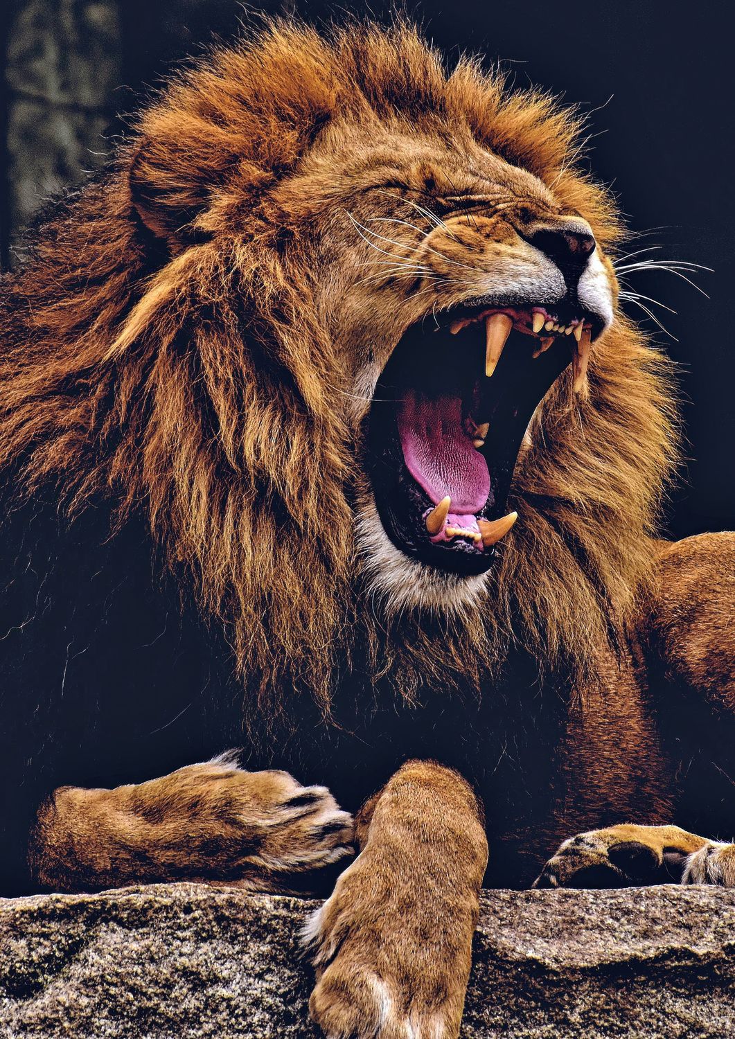 African Lion