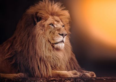 African Lion