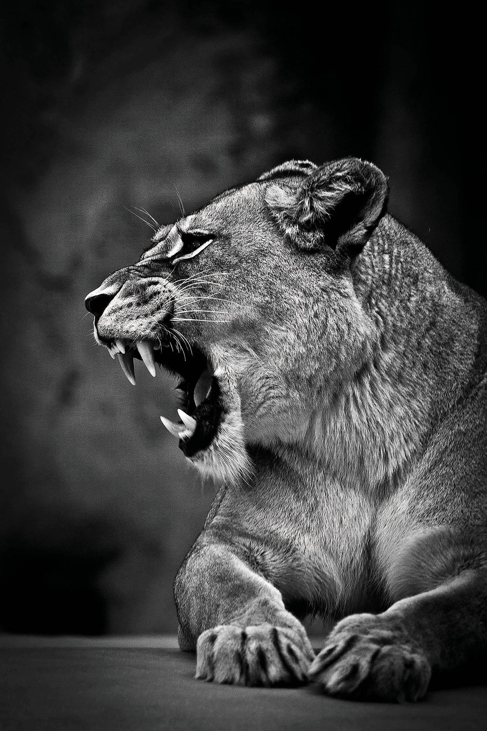 African Lion