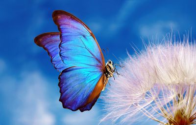 Butterflies