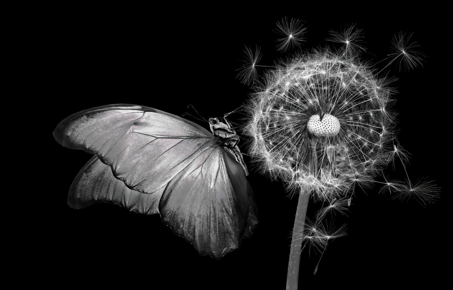 Butterflies