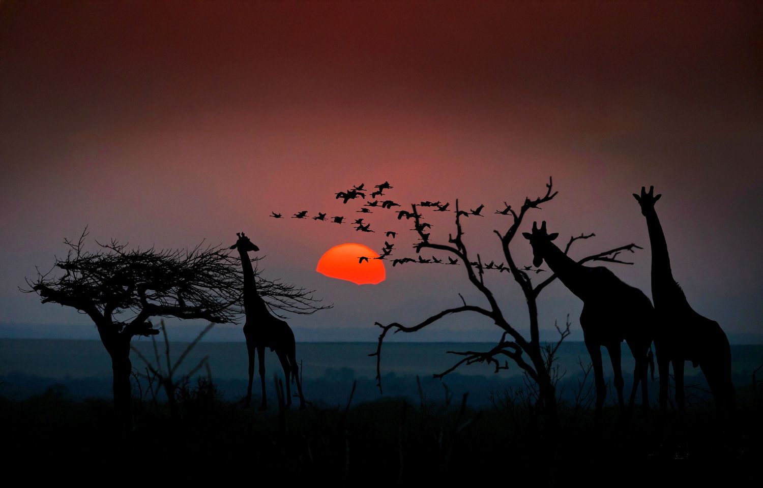 Giraffes