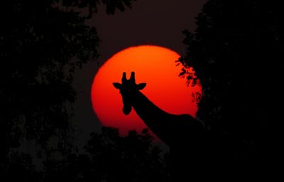 Giraffes