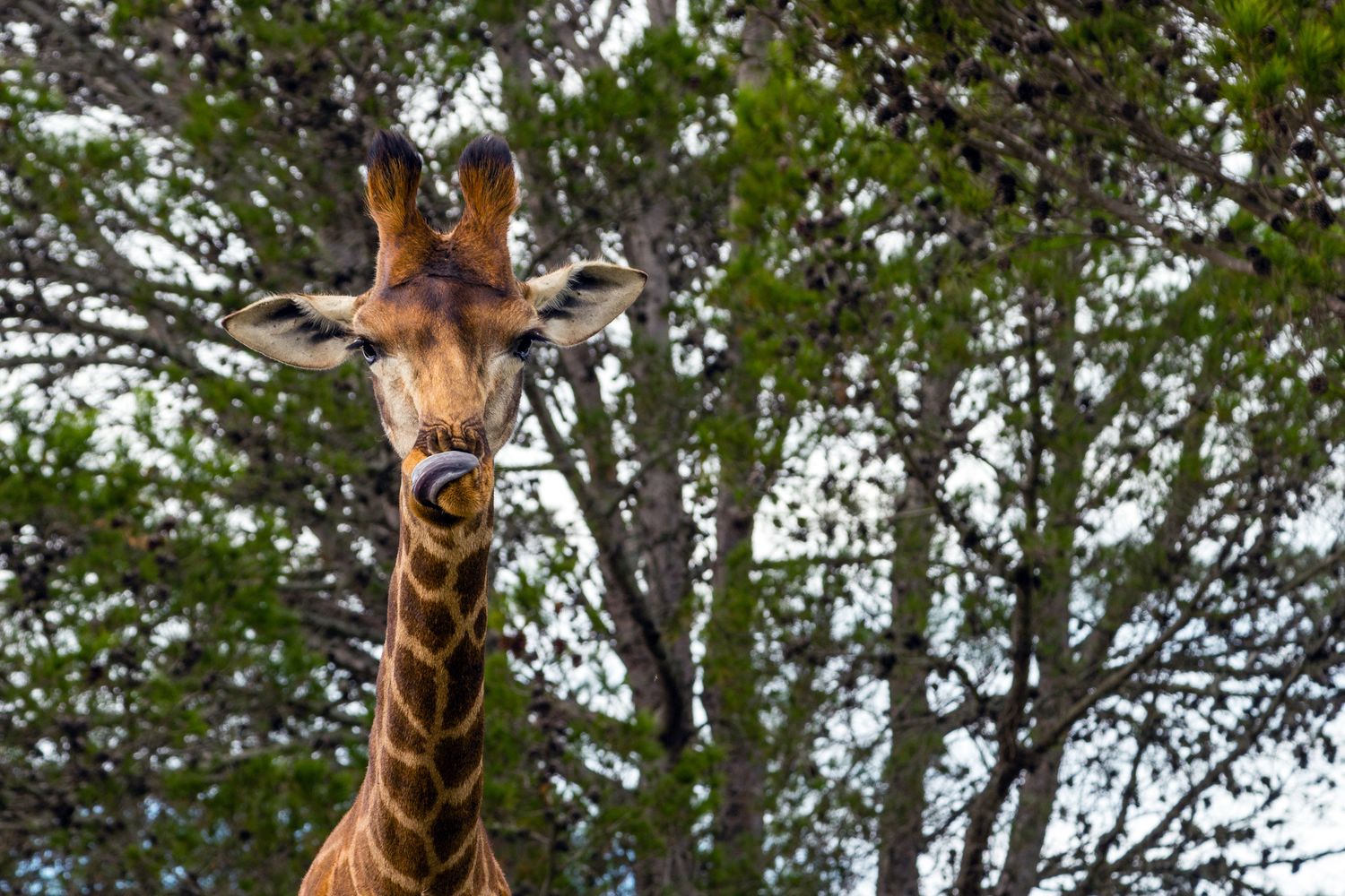 Giraffes