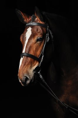 Horses