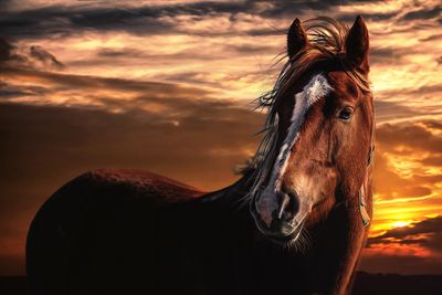 Horses