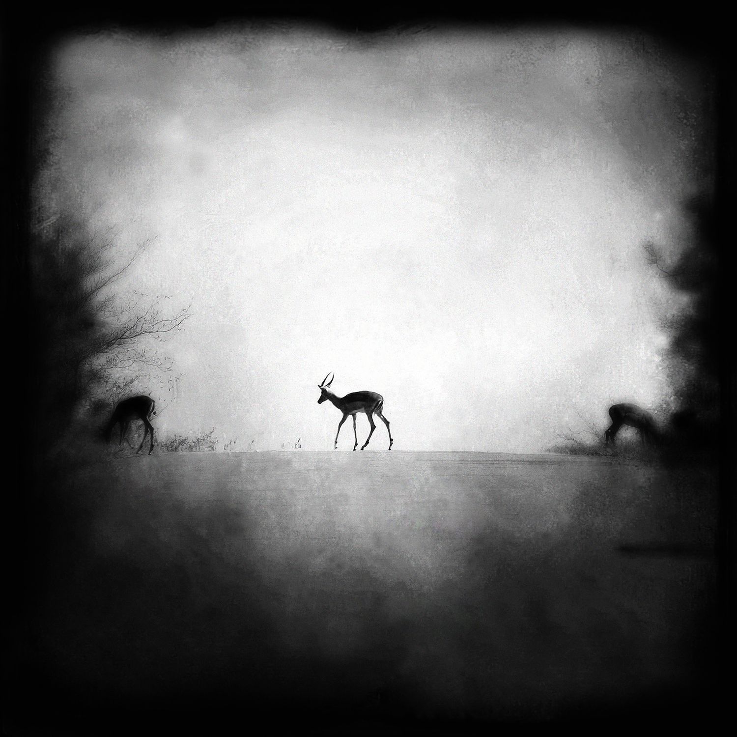 Abstract Impala