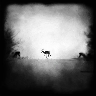 Abstract Impala