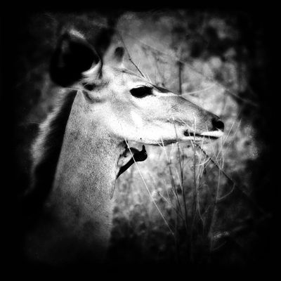 Abstract Impala