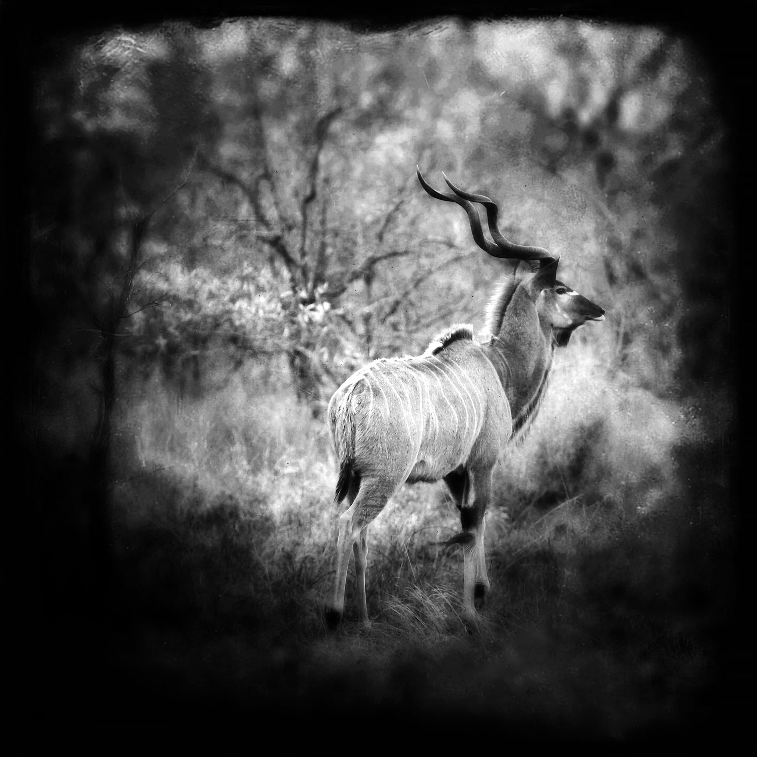 Abstract Kudu