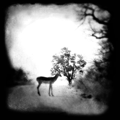 Abstract Impala