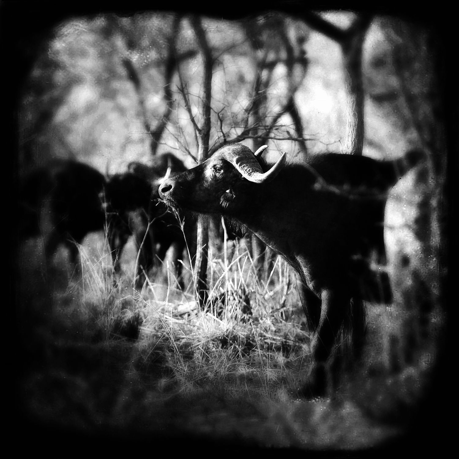 Abstract Buffel