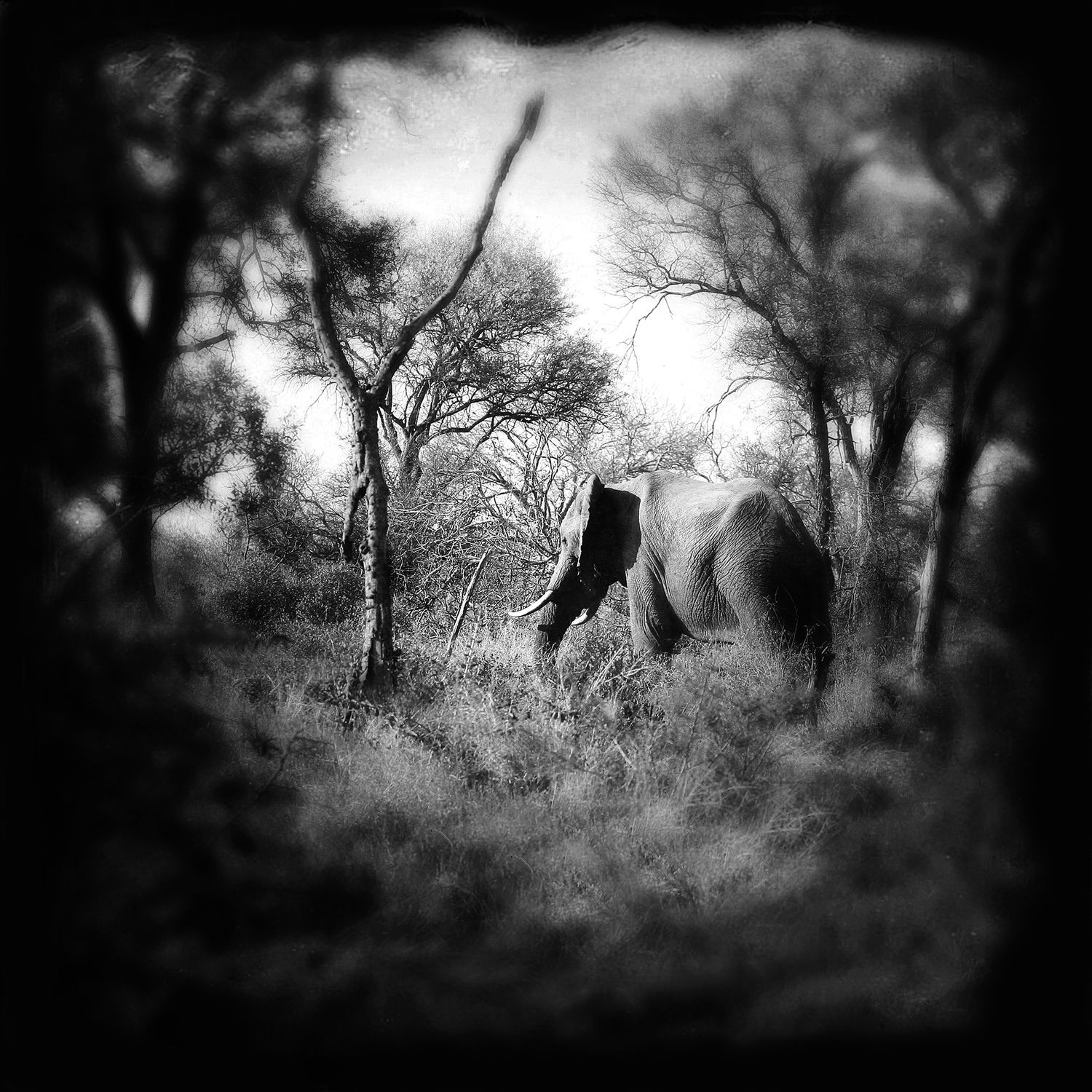 Abstract Elephant