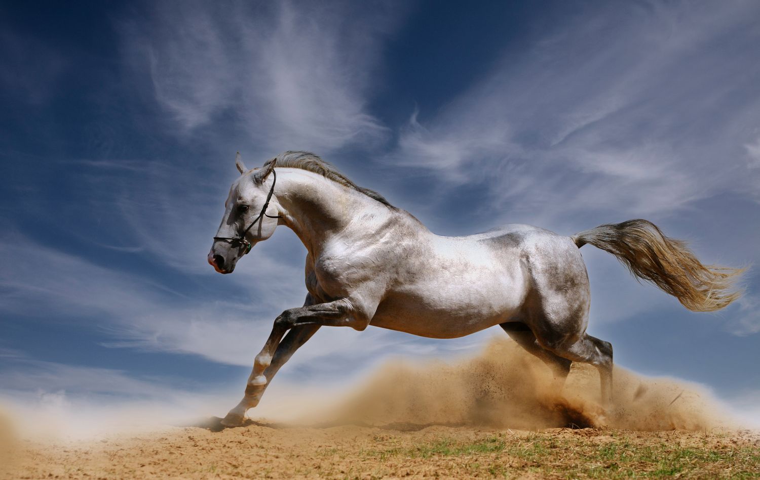 Horses