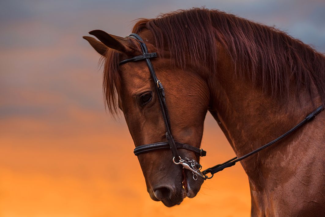 Horses