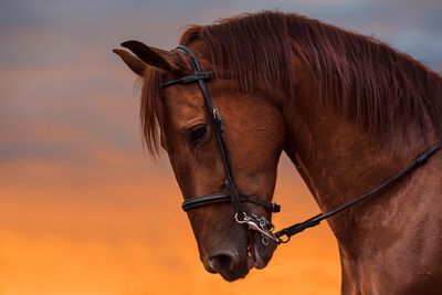 Horses