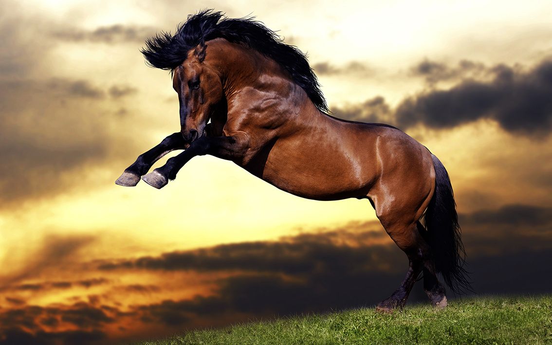 Horses
