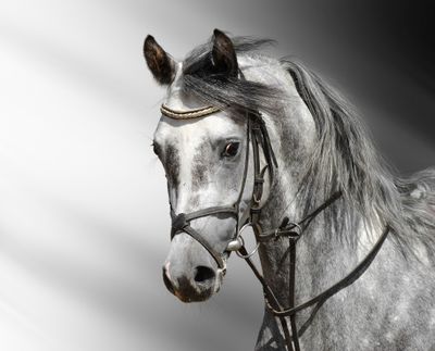 Horses