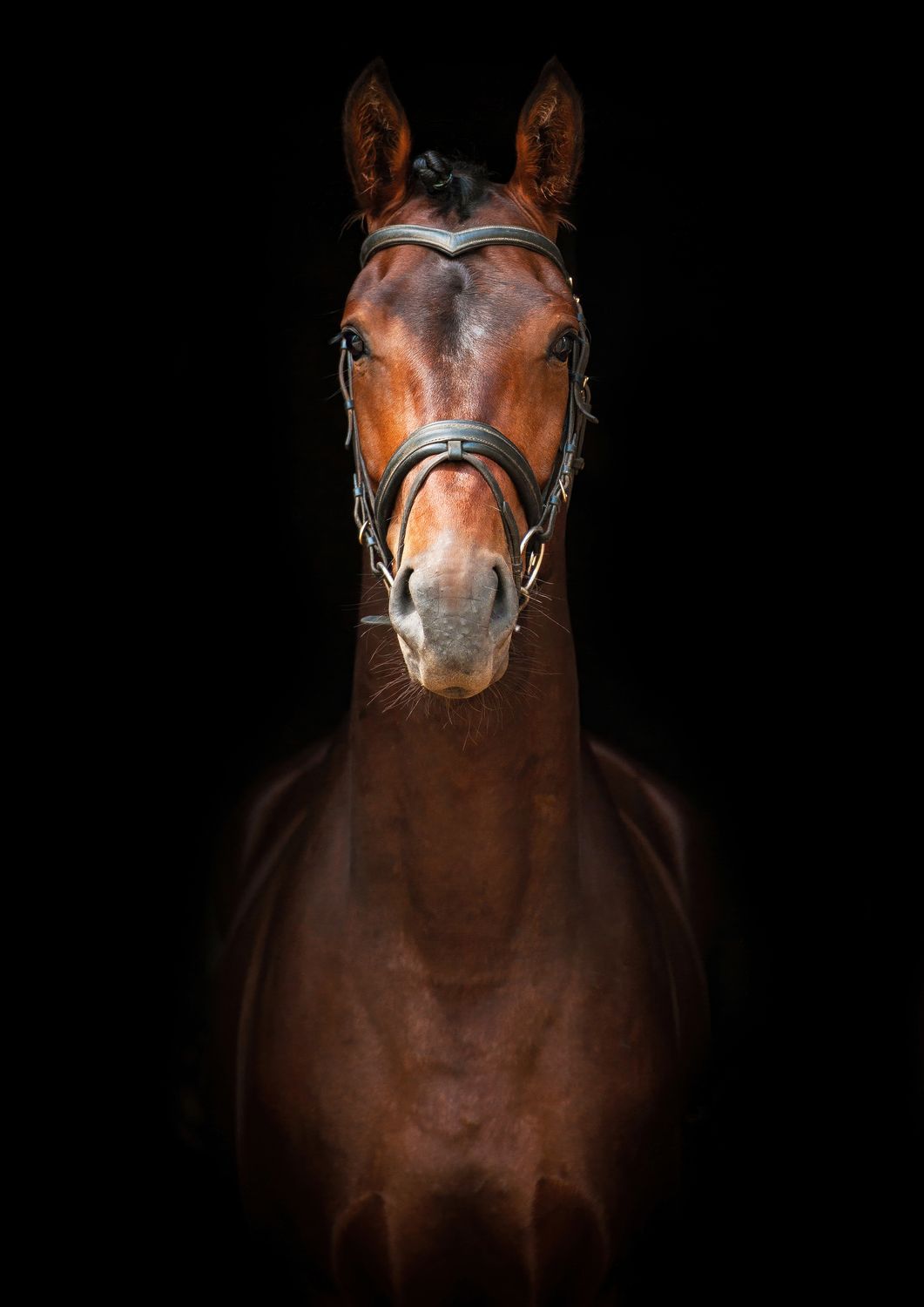 Horses
