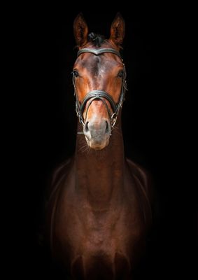 Horses