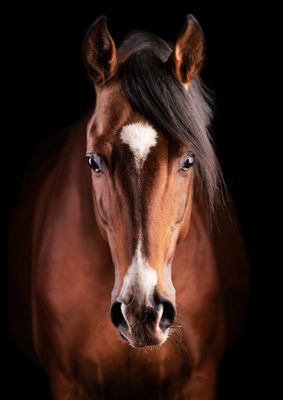Horses